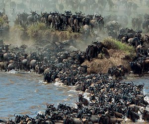 wildebeests migration in maasai mara